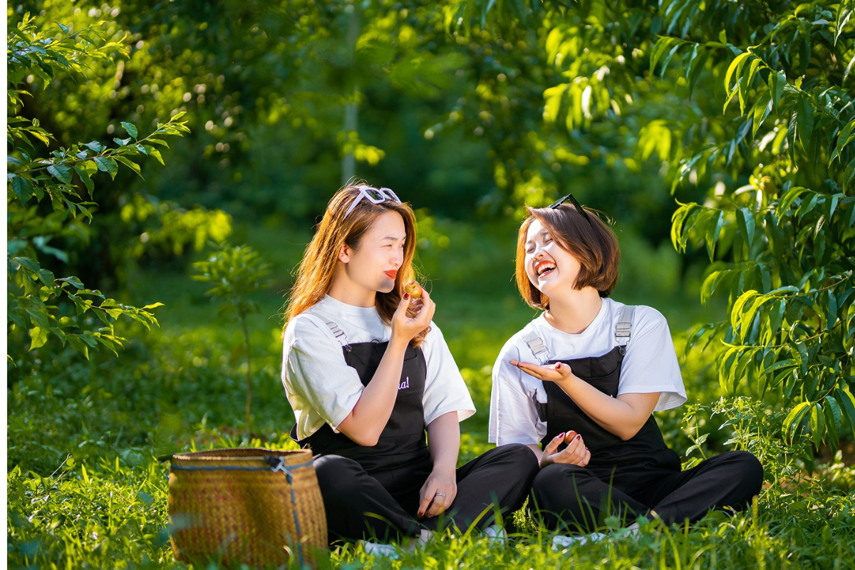 Traveler taking photos among the plum trees in Na Ka Valley, Moc Chau